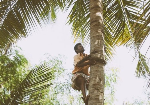 Production of palm tree oil can be up to 40 times more polluting than traditional diesel